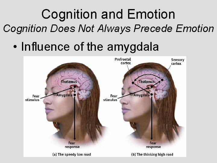 Cognition and Emotion Cognition Does Not Always Precede Emotion • Influence of the amygdala Cognition and Emotion Cognition Does Not Always Precede Emotion • Influence of the amygdala