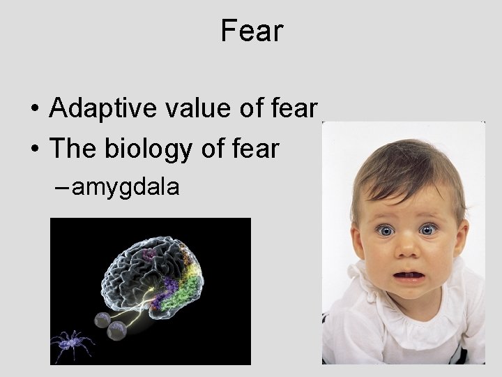 Fear • Adaptive value of fear • The biology of fear – amygdala Fear • Adaptive value of fear • The biology of fear – amygdala