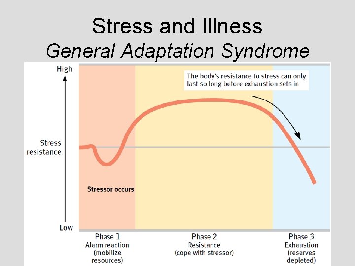 Stress and Illness General Adaptation Syndrome Stress and Illness General Adaptation Syndrome