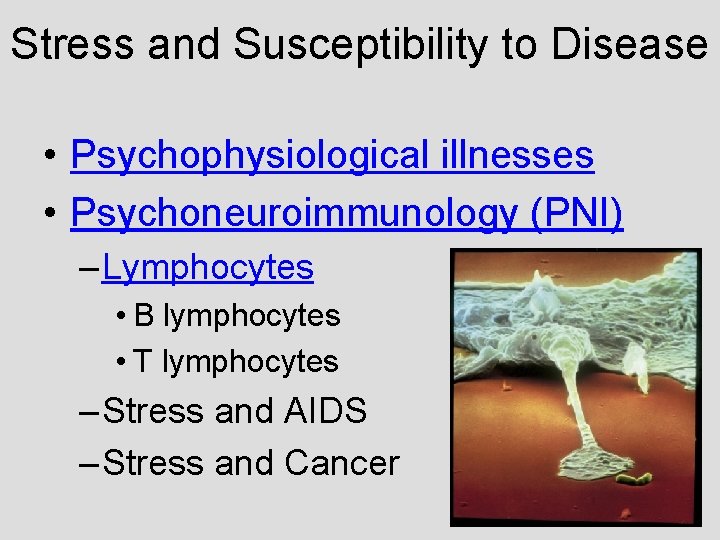 Stress and Susceptibility to Disease • Psychophysiological illnesses • Psychoneuroimmunology (PNI) – Lymphocytes • Stress and Susceptibility to Disease • Psychophysiological illnesses • Psychoneuroimmunology (PNI) – Lymphocytes •