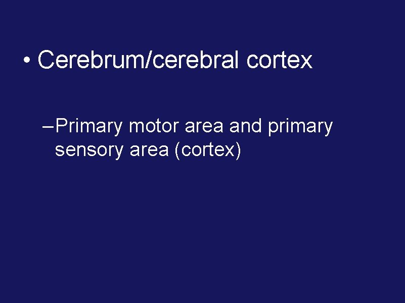  • Cerebrum/cerebral cortex – Primary motor area and primary sensory area (cortex) 