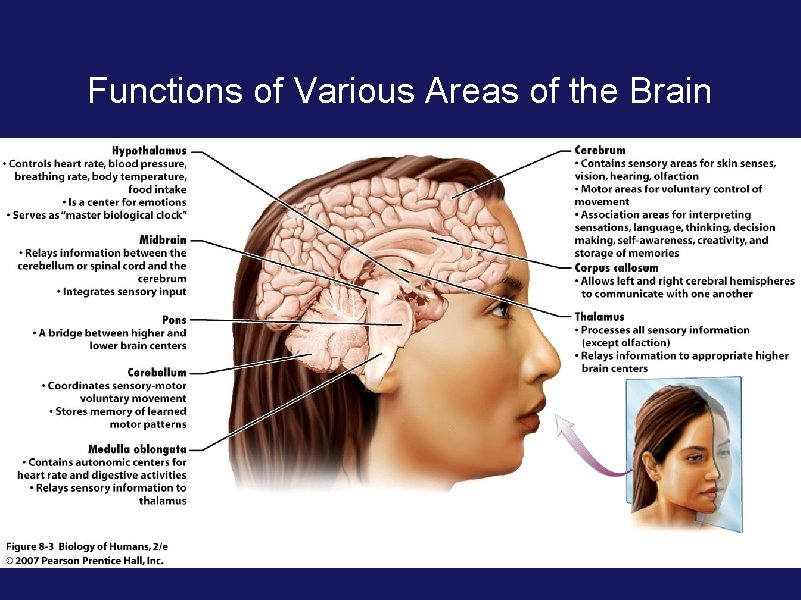 Functions of Various Areas of the Brain 