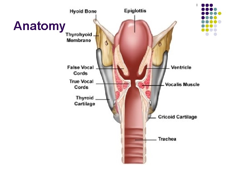 Anatomy 