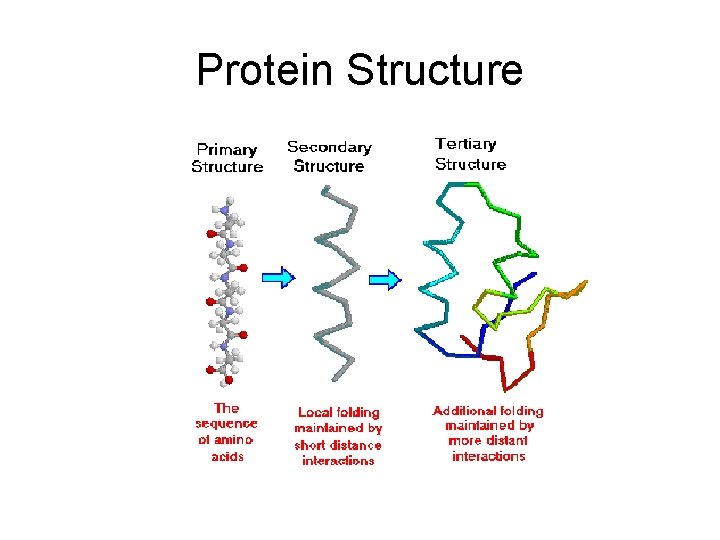 Protein Structure 