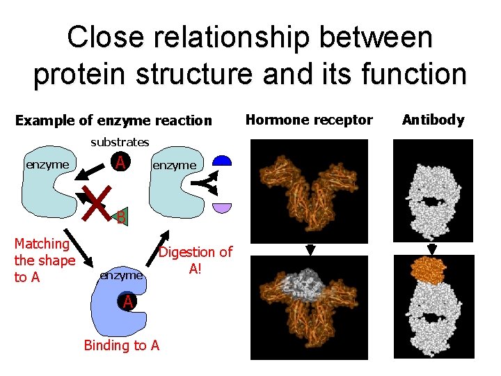 Close relationship between protein structure and its function Example of enzyme reaction substrates enzyme