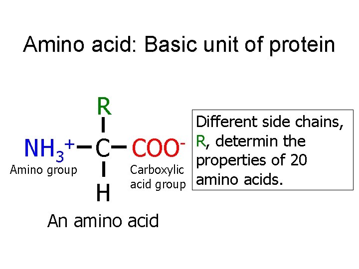 Amino acid: Basic unit of protein R NH 3 + C Amino group H