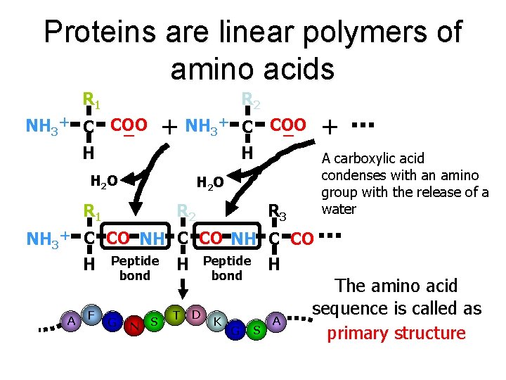 Proteins are linear polymers of amino acids R 1 R 2 NH 3＋ C