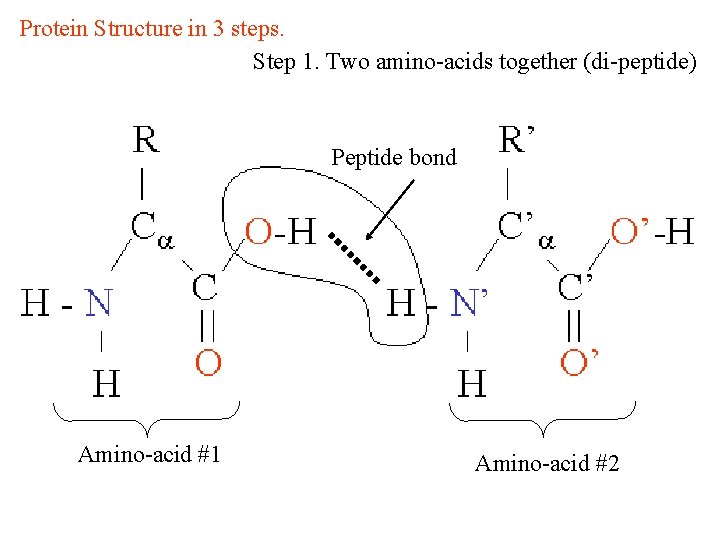 Protein Structure in 3 steps. Step 1. Two amino-acids together (di-peptide) Peptide bond Amino-acid