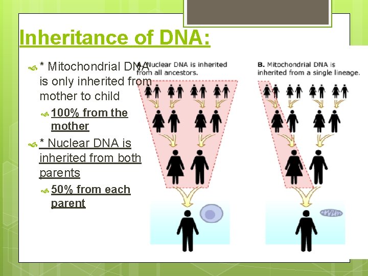 mitochondrial dna mt dna how it is