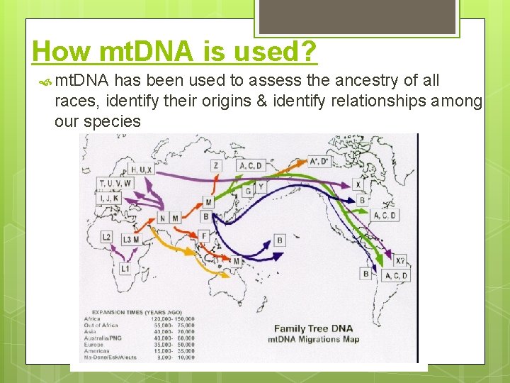 How mt. DNA is used? mt. DNA has been used to assess the ancestry How mt. DNA is used? mt. DNA has been used to assess the ancestry