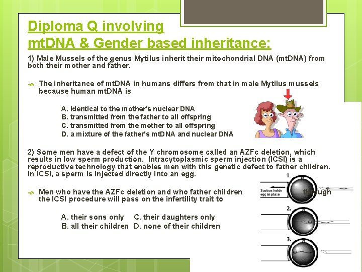 Diploma Q involving mt. DNA & Gender based inheritance: 1) Male Mussels of the Diploma Q involving mt. DNA & Gender based inheritance: 1) Male Mussels of the