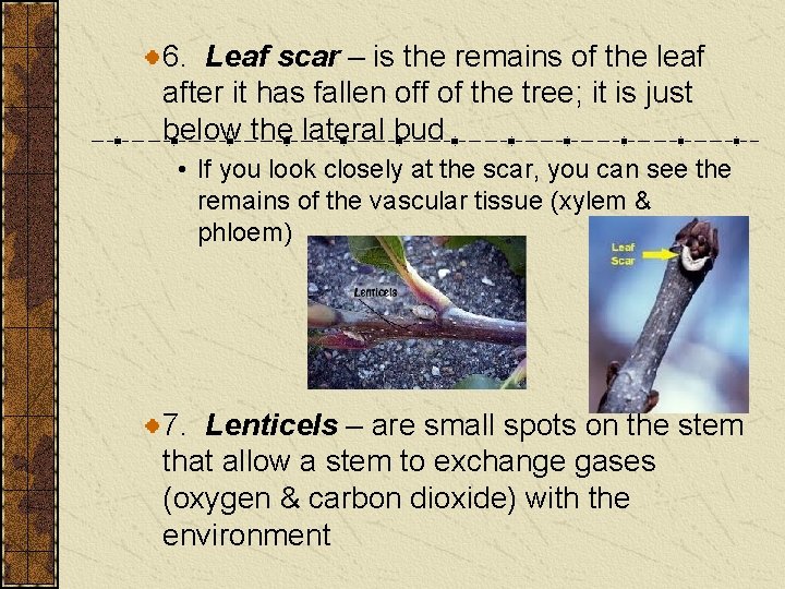 6. Leaf scar – is the remains of the leaf after it has fallen