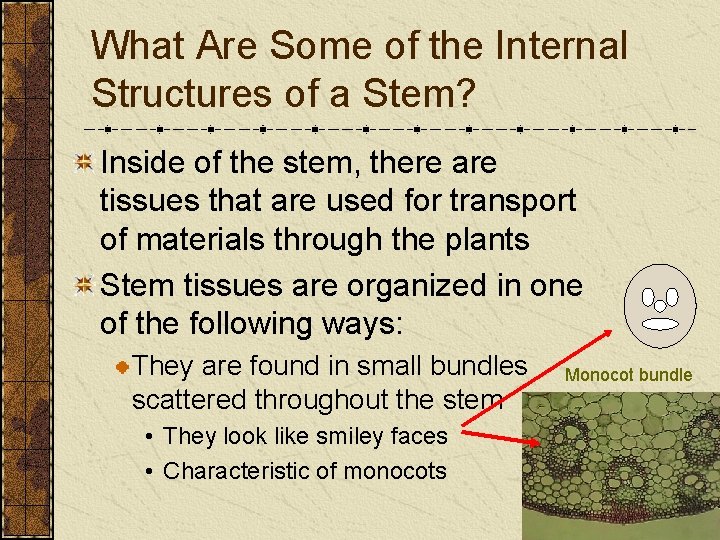 What Are Some of the Internal Structures of a Stem? Inside of the stem,