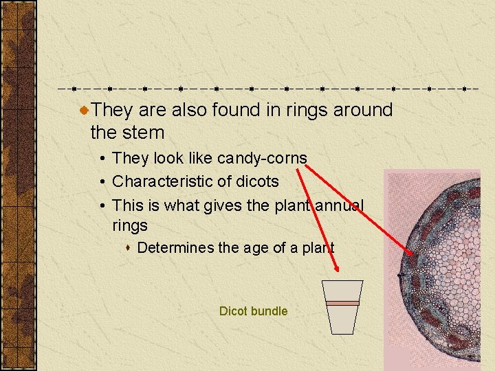 They are also found in rings around the stem • They look like candy-corns