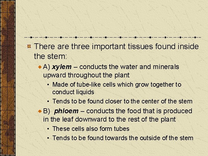 There are three important tissues found inside the stem: A) xylem – conducts the