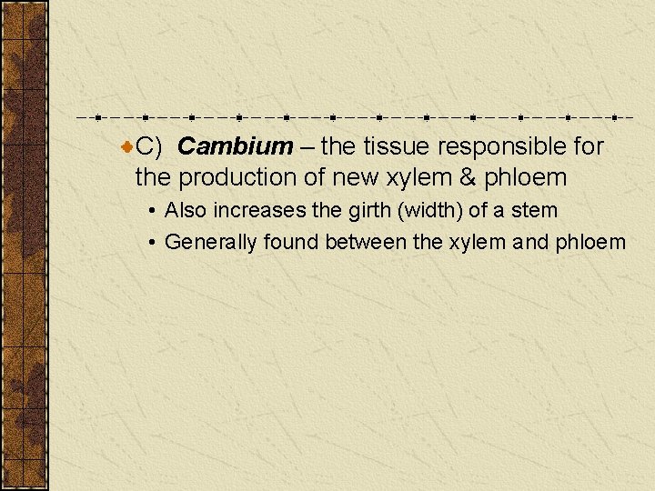 C) Cambium – the tissue responsible for the production of new xylem & phloem