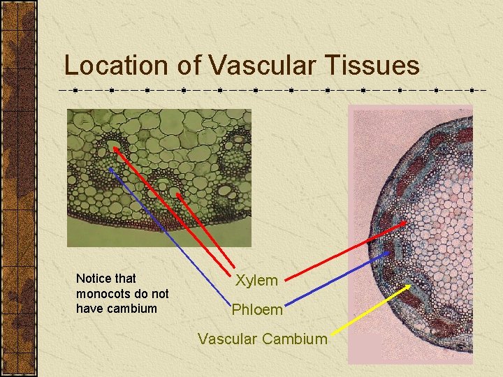 Location of Vascular Tissues Notice that monocots do not have cambium Xylem Phloem Vascular