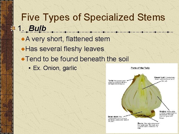 Five Types of Specialized Stems 1. Bulb A very short, flattened stem Has several