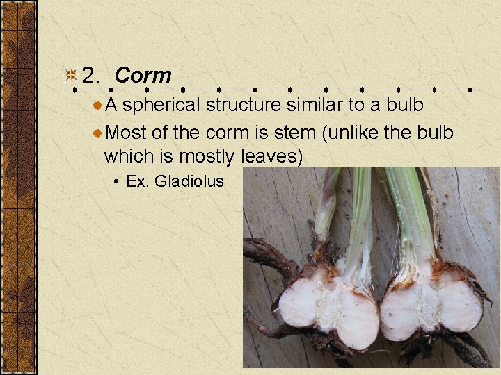 2. Corm A spherical structure similar to a bulb Most of the corm is