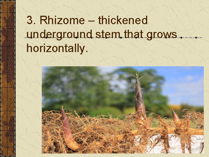 3. Rhizome – thickened underground stem that grows horizontally. 