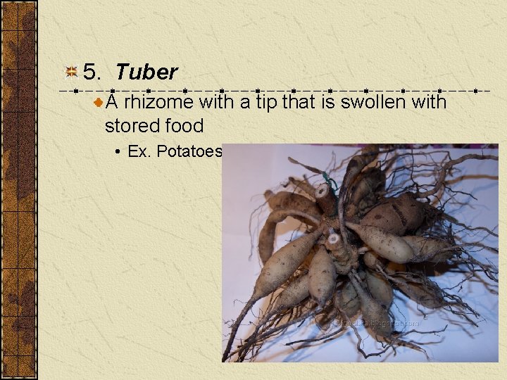 5. Tuber A rhizome with a tip that is swollen with stored food •