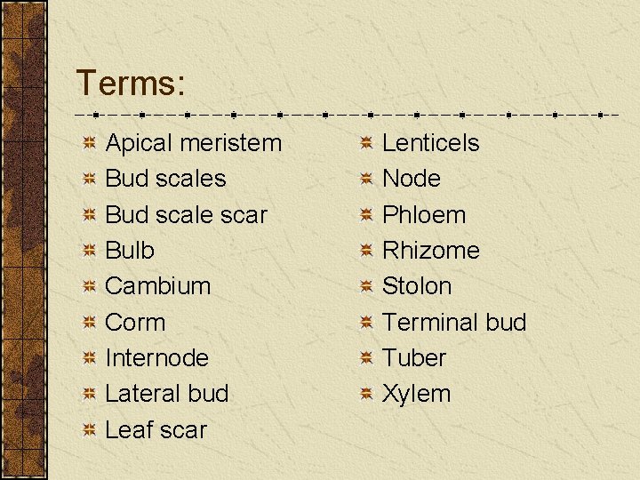 Terms: Apical meristem Bud scales Bud scale scar Bulb Cambium Corm Internode Lateral bud