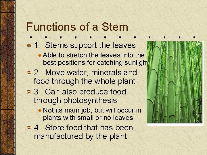 Functions of a Stem 1. Stems support the leaves Able to stretch the leaves