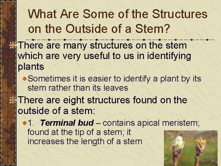 What Are Some of the Structures on the Outside of a Stem? There are