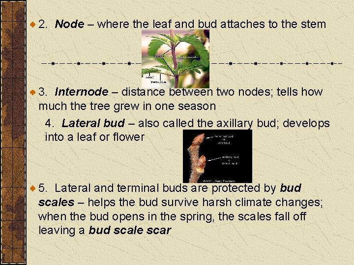 2. Node – where the leaf and bud attaches to the stem 3. Internode