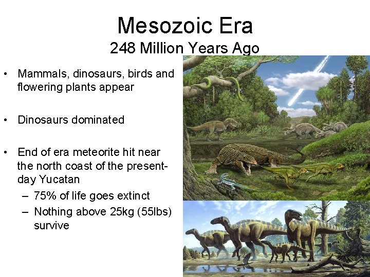 Mesozoic Era 248 Million Years Ago • Mammals, dinosaurs, birds and flowering plants appear