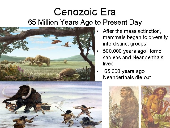 Cenozoic Era 65 Million Years Ago to Present Day • After the mass extinction,