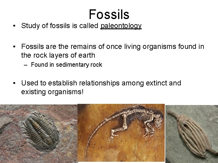 Fossils • Study of fossils is called paleontology • Fossils are the remains of