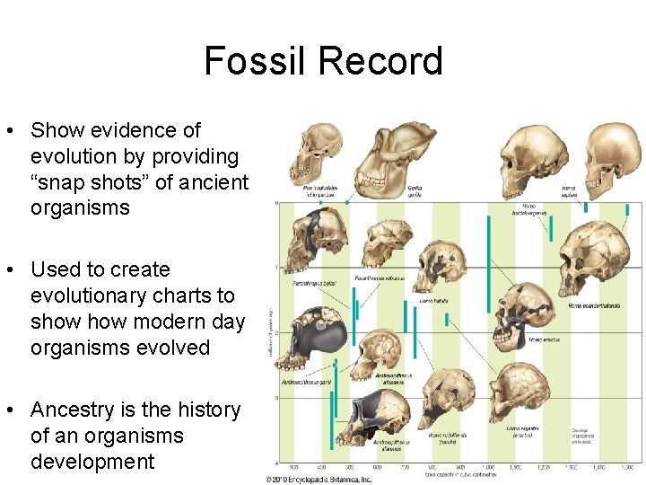 Fossil Record • Show evidence of evolution by providing “snap shots” of ancient organisms