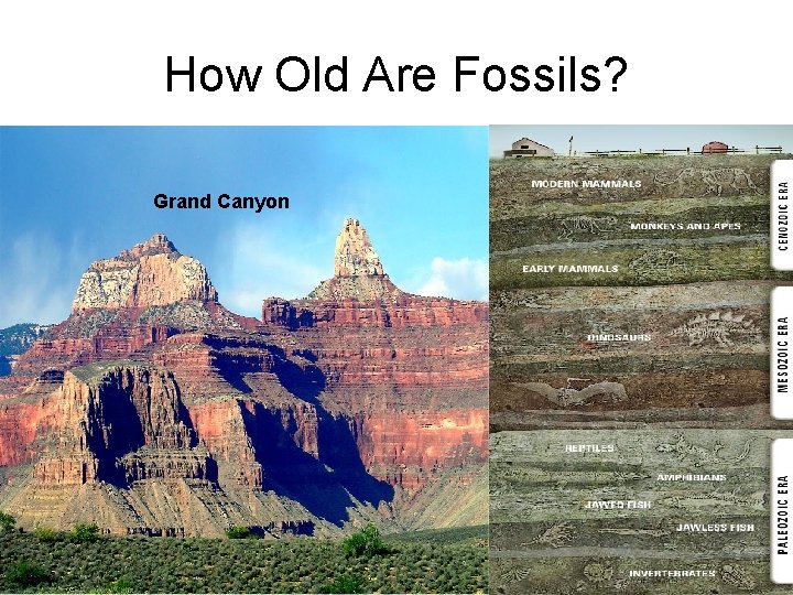 How Old Are Fossils? Grand Canyon 