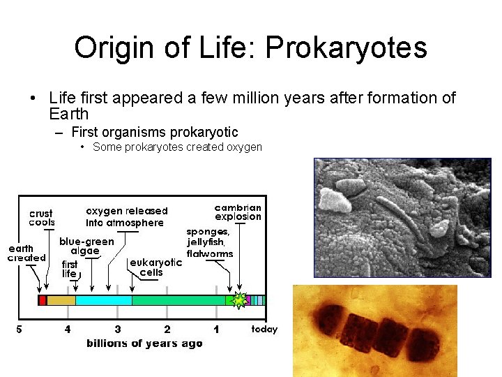 Origin of Life: Prokaryotes • Life first appeared a few million years after formation