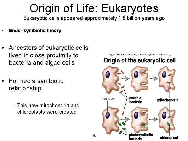 Origin of Life: Eukaryotes Eukaryotic cells appeared approximately 1. 8 billion years ago •