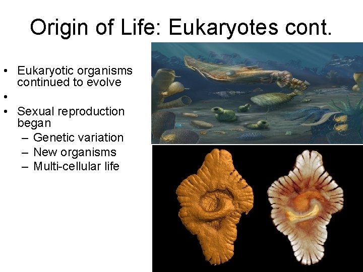 Origin of Life: Eukaryotes cont. • Eukaryotic organisms continued to evolve • • Sexual