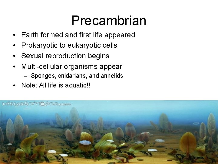 Precambrian • • Earth formed and first life appeared Prokaryotic to eukaryotic cells Sexual