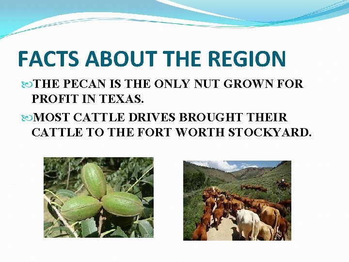 FACTS ABOUT THE REGION THE PECAN IS THE ONLY NUT GROWN FOR PROFIT IN