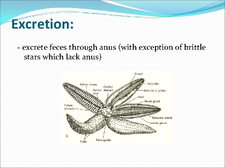 Excretion: - excrete feces through anus (with exception of brittle stars which lack anus)