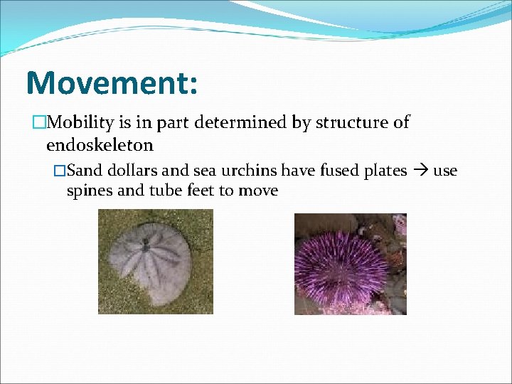Movement: �Mobility is in part determined by structure of endoskeleton �Sand dollars and sea