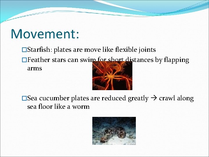 Movement: �Starfish: plates are move like flexible joints �Feather stars can swim for short