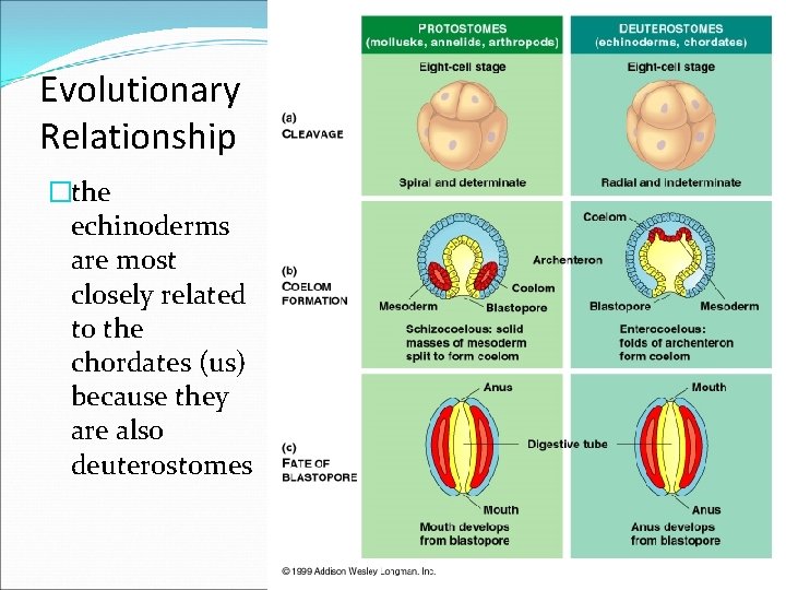 Evolutionary Relationship �the echinoderms are most closely related to the chordates (us) because they