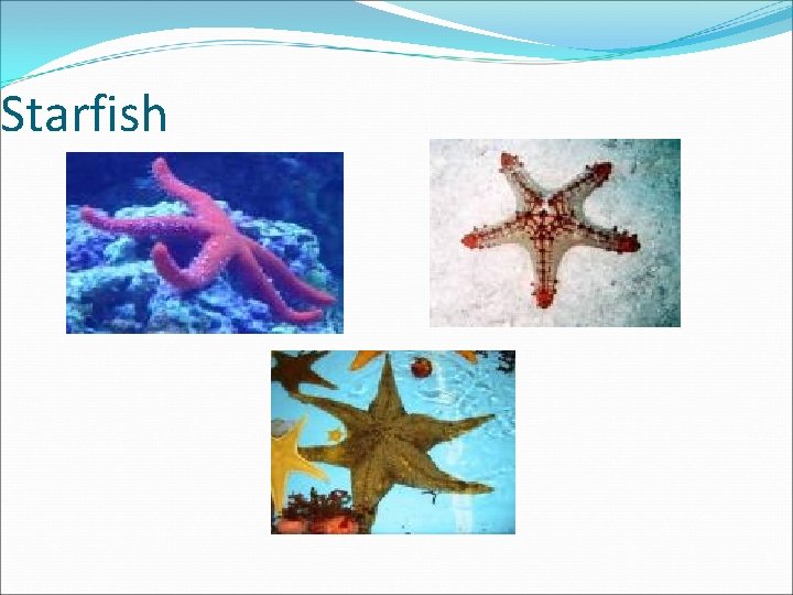 Starfish 