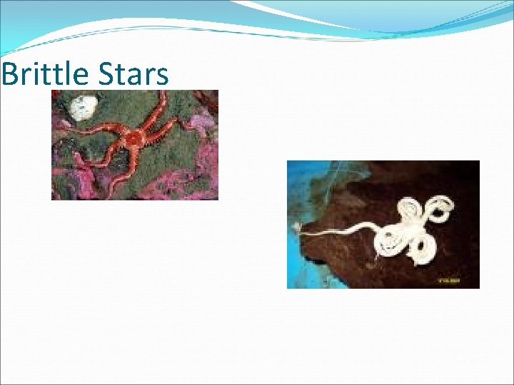Brittle Stars 