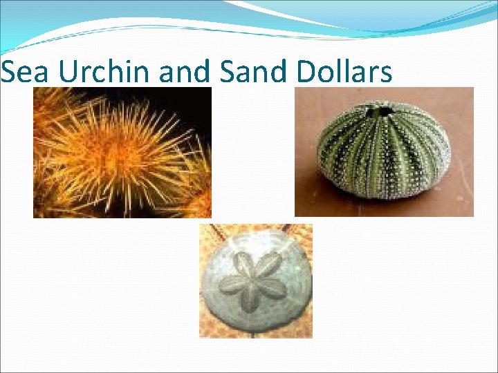 Sea Urchin and Sand Dollars 