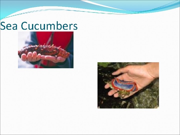 Sea Cucumbers 