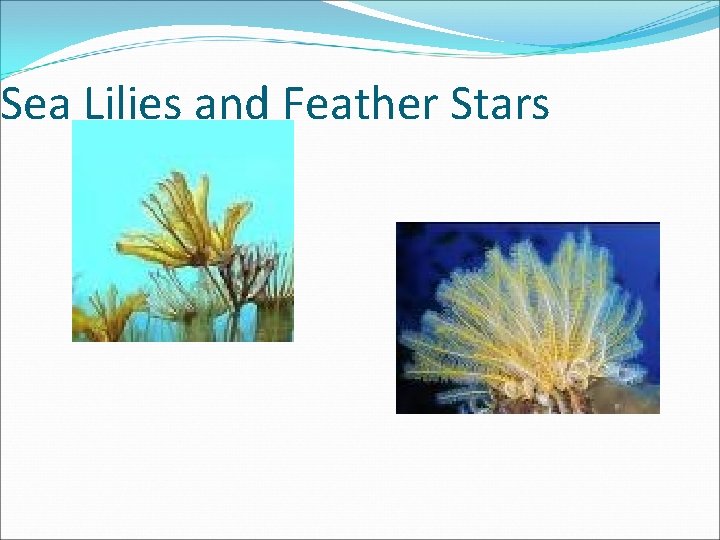 Sea Lilies and Feather Stars 