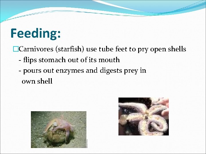 Feeding: �Carnivores (starfish) use tube feet to pry open shells - flips stomach out