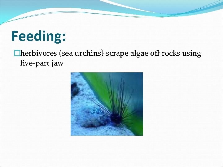 Feeding: �herbivores (sea urchins) scrape algae off rocks using five-part jaw 